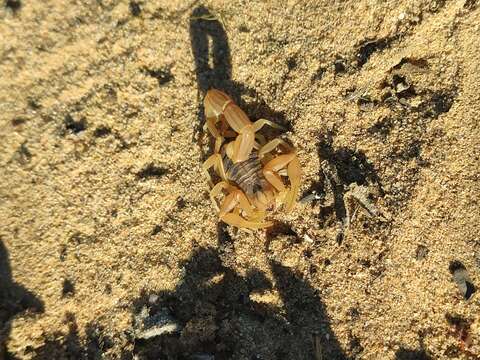 Plancia ëd Buthus delafuentei