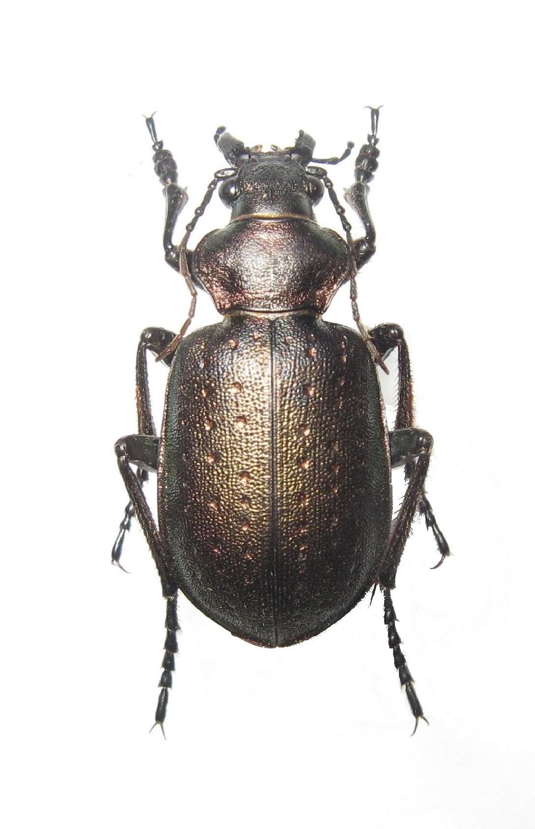 Image of Calosoma (Charmosta) investigator (Illiger 1798)