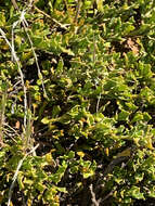 Image of Dodonaea procumbens F. Müll.