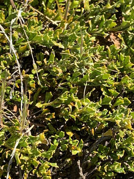 Image de Dodonaea procumbens F. Müll.