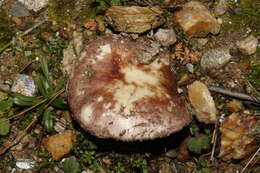 Image of Russula cistoadelpha M. M. Moser & Trimbach 1981