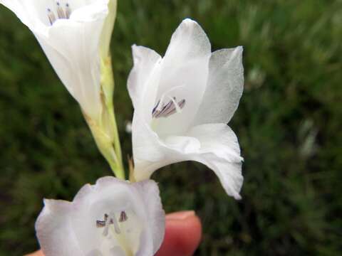 Image of Gladiolus appendiculatus G. J. Lewis