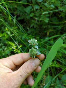 Image of Clustered Mountain-Mint