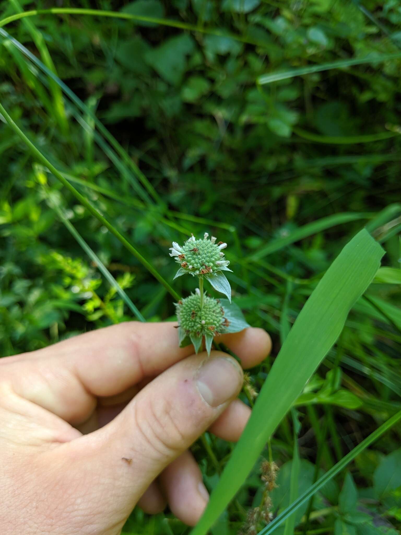 Image of Clustered Mountain-Mint