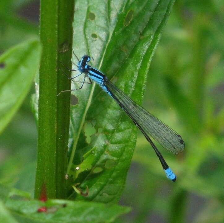 Image of Turquoise Bluet