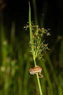 Image of Five-striped Reed Frog