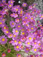 Image of Senecio arenarius Thunb.