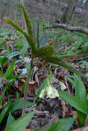 Image of Cardamine enneaphyllos (L.) Crantz