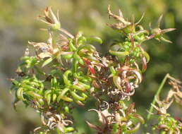 Image of Wahlenbergia thunbergii (Schult.) B. Nord.