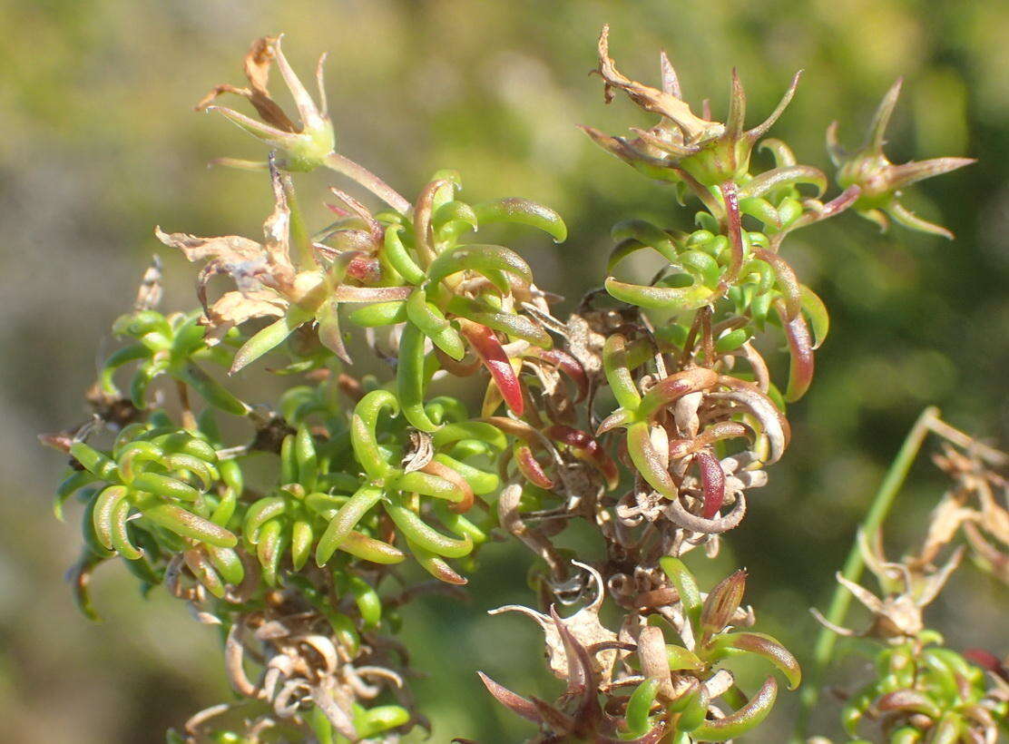 Image of Wahlenbergia thunbergii (Schult.) B. Nord.