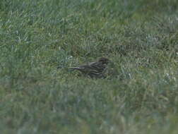 Image of Cirl Bunting