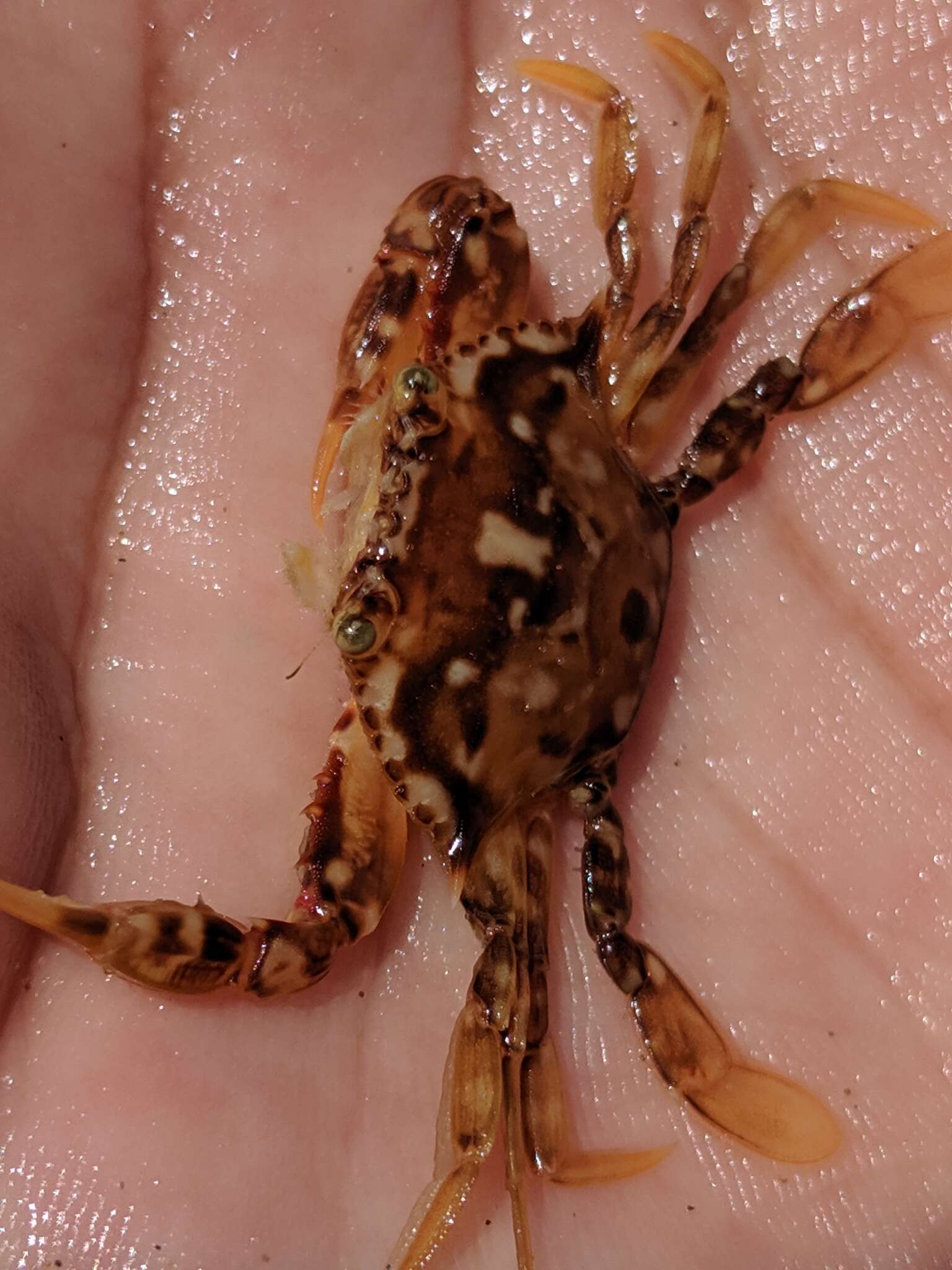 Image of sargassum crab