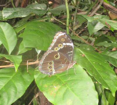 Sivun Morpho achilles Linnaeus 1758 kuva