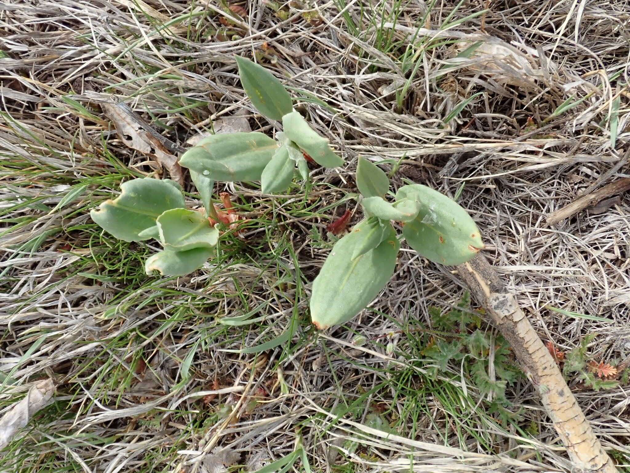 Rumex venosus Pursh的圖片