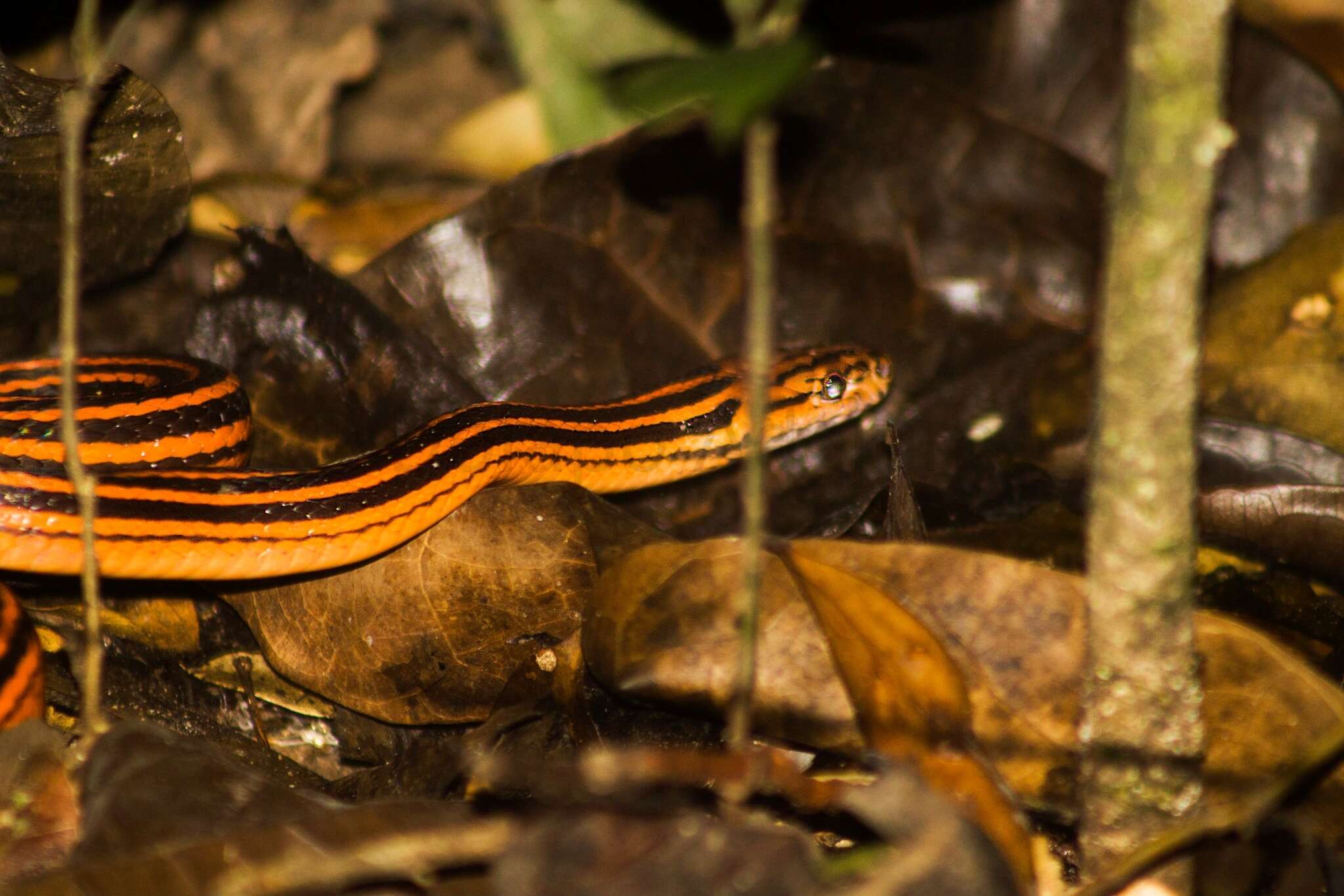 Imagem de Bothrophthalmus lineatus (Peters 1863)