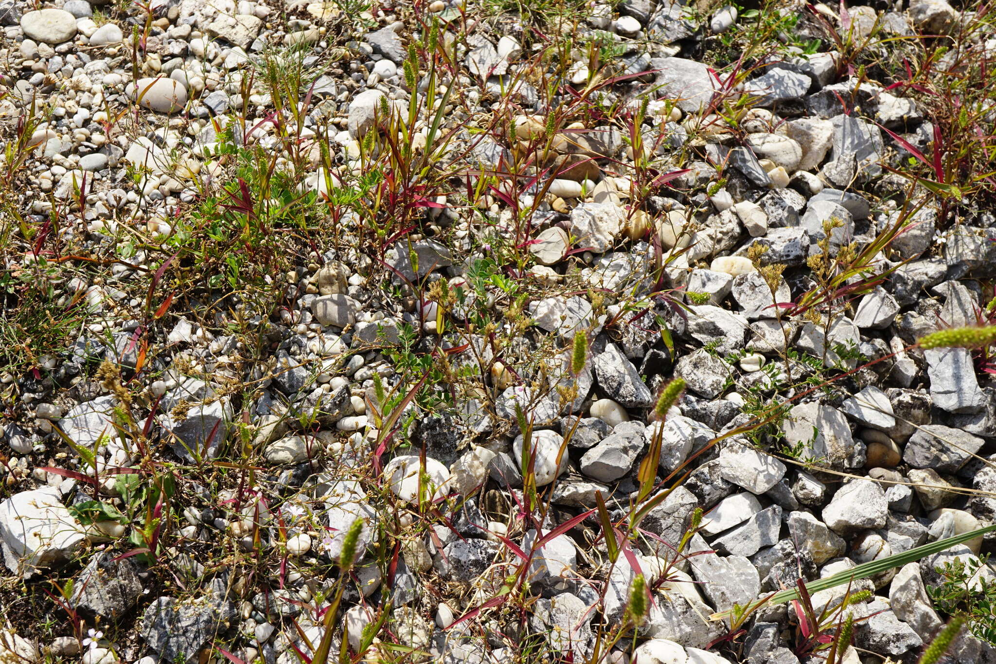 صورة Minuartia mucronata (L.) Schinz & Thell.