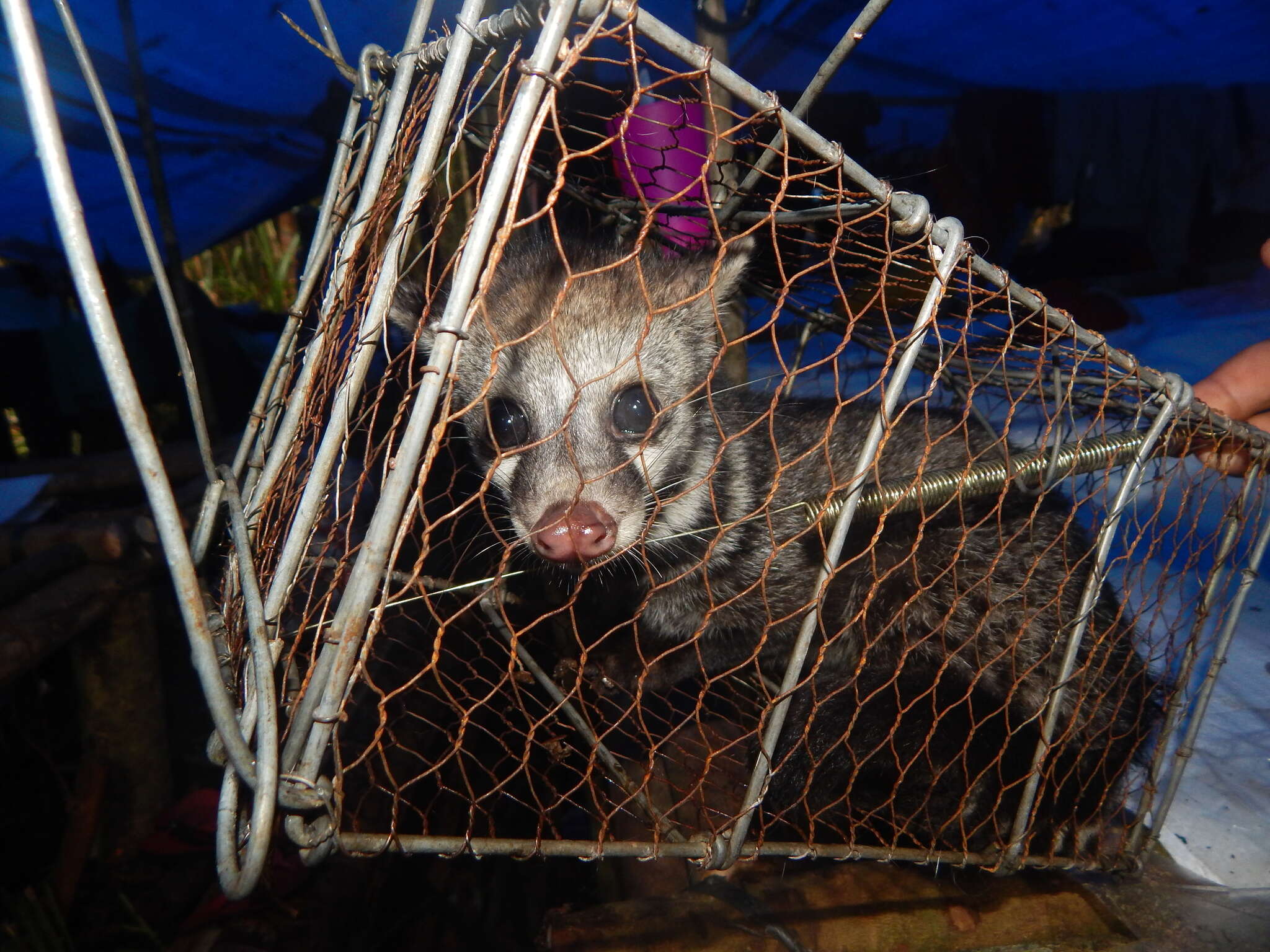 Image of Oriental Civet