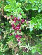 Chenopodium candolleanum subsp. candolleanum的圖片