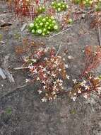 Image of Stylidium utricularioides Benth.