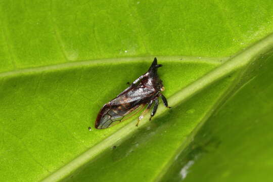 Image of Lycoderes (Lycoderides) fuscus Amyot & Serville 1843