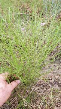 Image of stiffleaf false foxglove