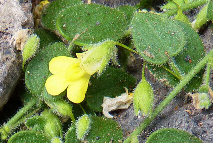 Image of Nanorrhinum elegans (G. Forst.) Ghebr.