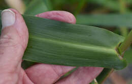 Plancia ëd Hymenachne amplexicaulis (Rudge) Nees