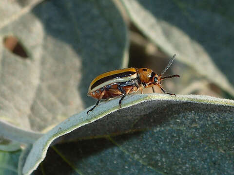 Image of Three-lined Potato Beetle