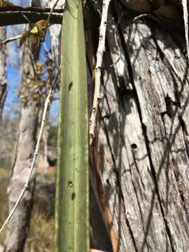 Sivun Cymbidium canaliculatum R. Br. kuva