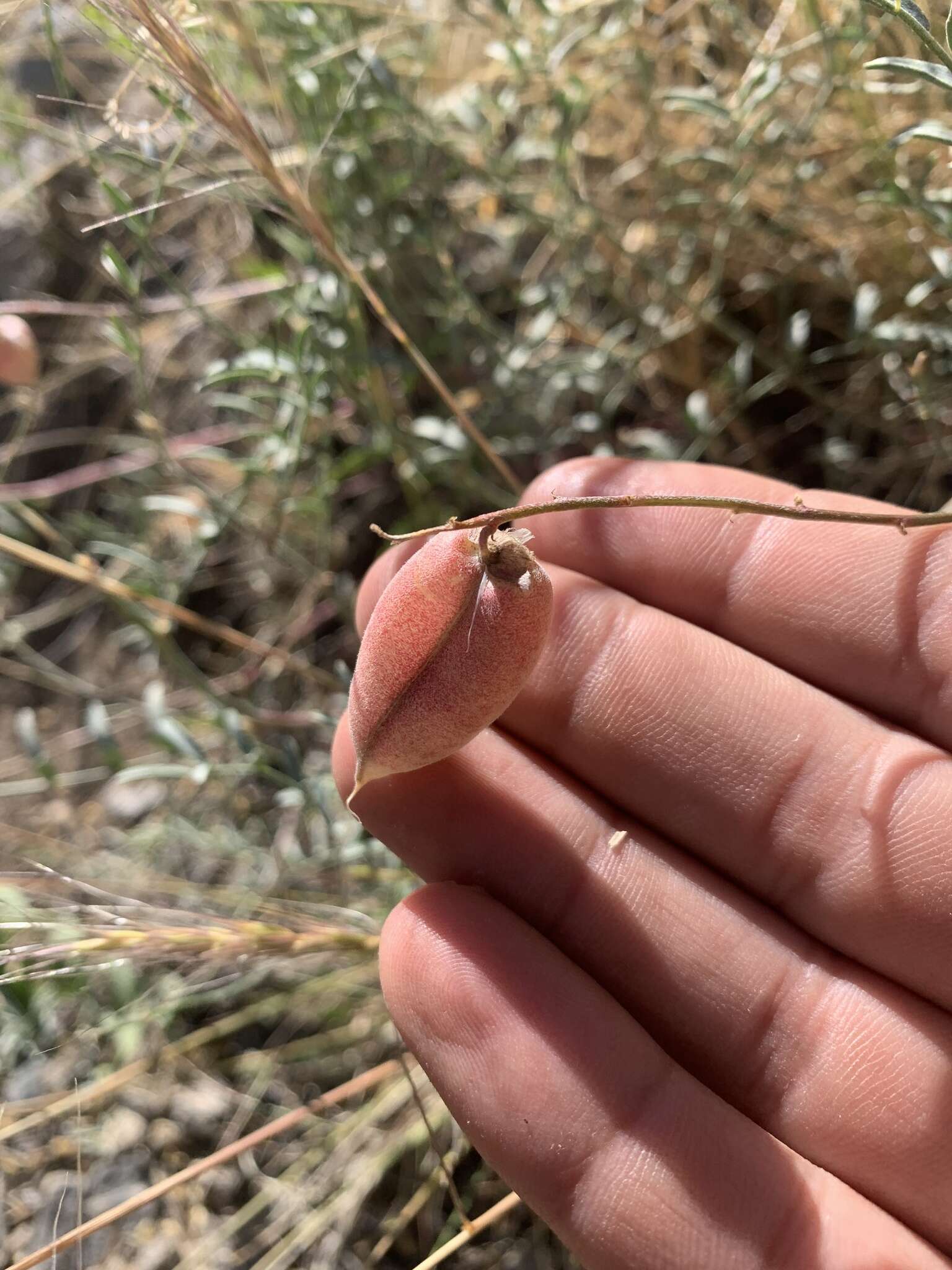 Plancia ëd Astragalus aequalis Clokey