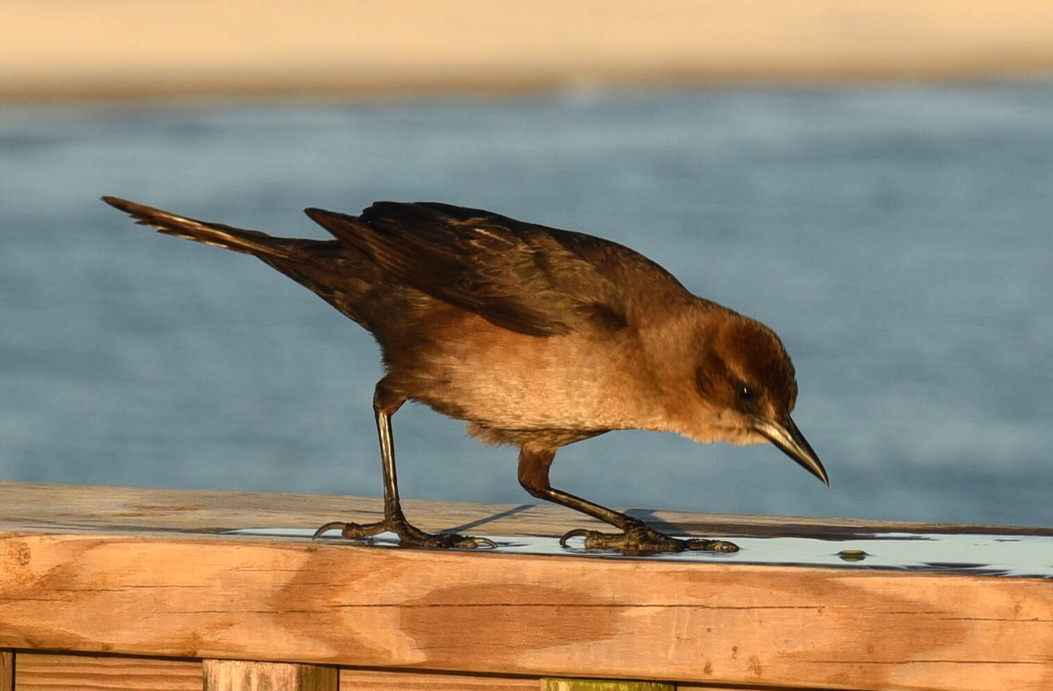 Image of Boat-tailed Grackle