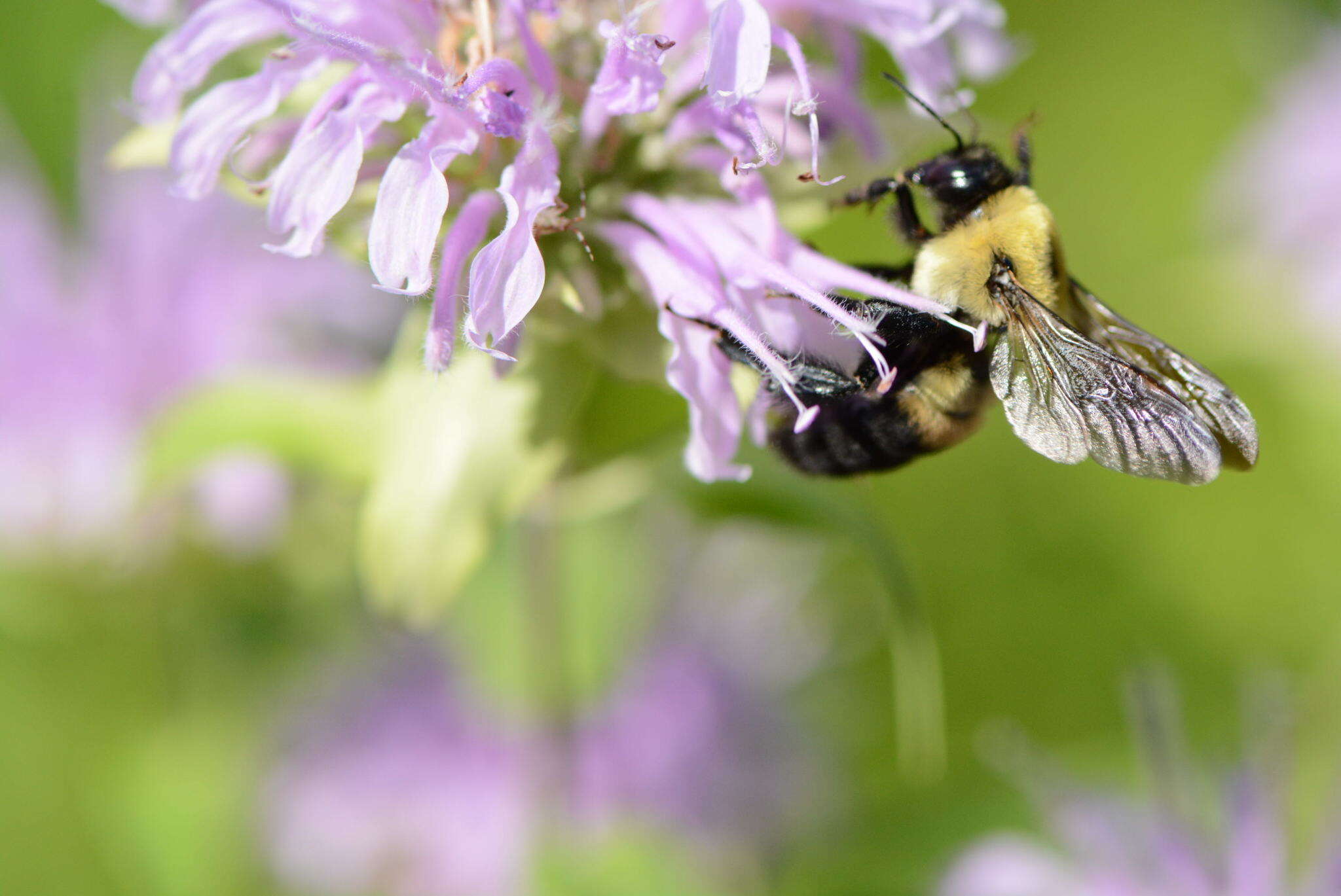 Image of Brown-belted Bumblebee