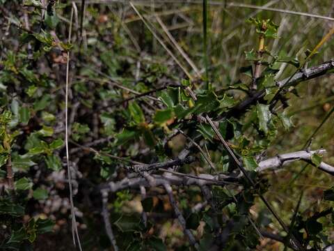 Image of Jepson ceanothus