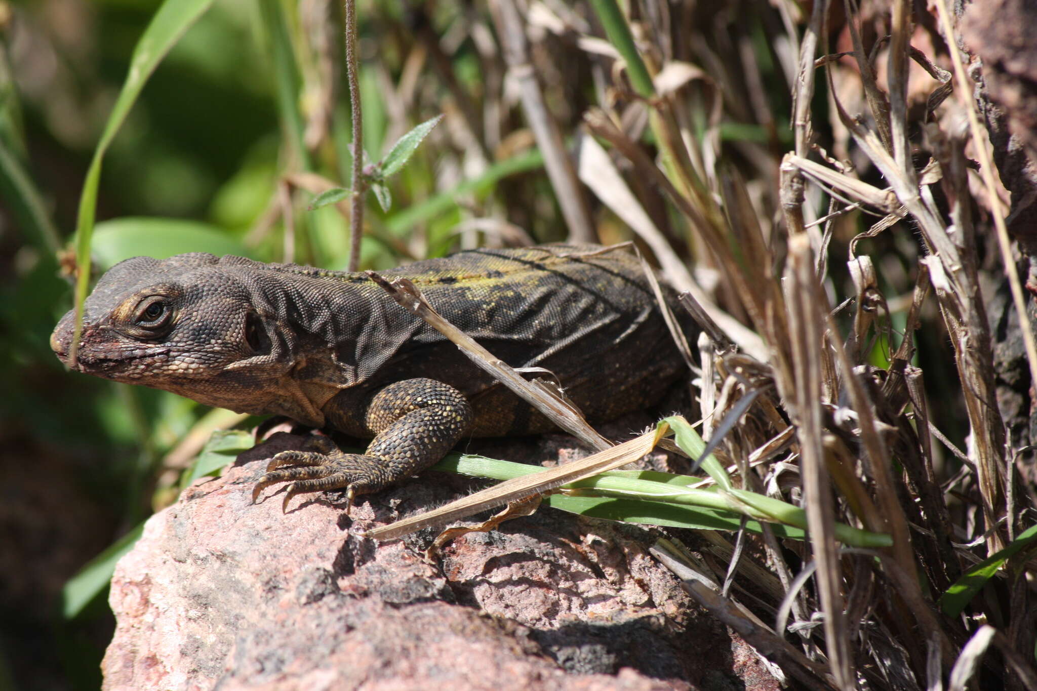 Image of Yellow-backed Spiny-tailed Iguana