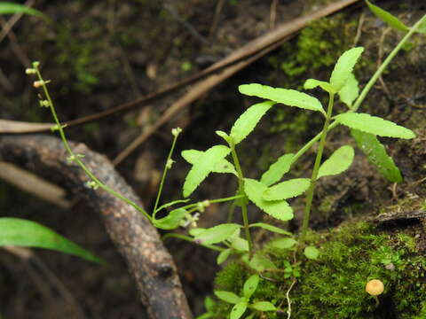 Image of Chinese raspwort