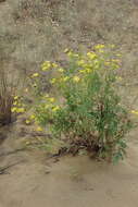 Image de Jacobaea schischkiniana (Sofieva) B. Nord. & Greuter