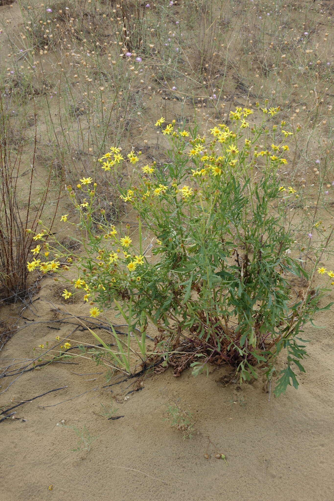 Image de Jacobaea schischkiniana (Sofieva) B. Nord. & Greuter