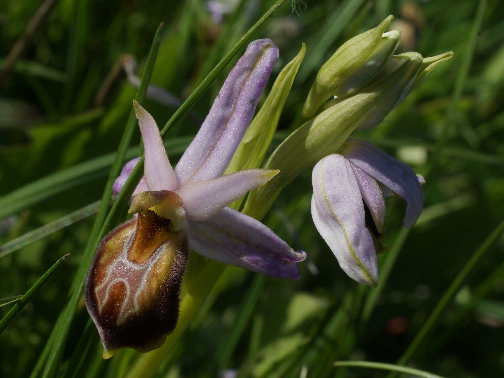 Image of Ophrys lycia Renz & Taubenheim