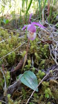 Image of Calypso bulbosa var. bulbosa