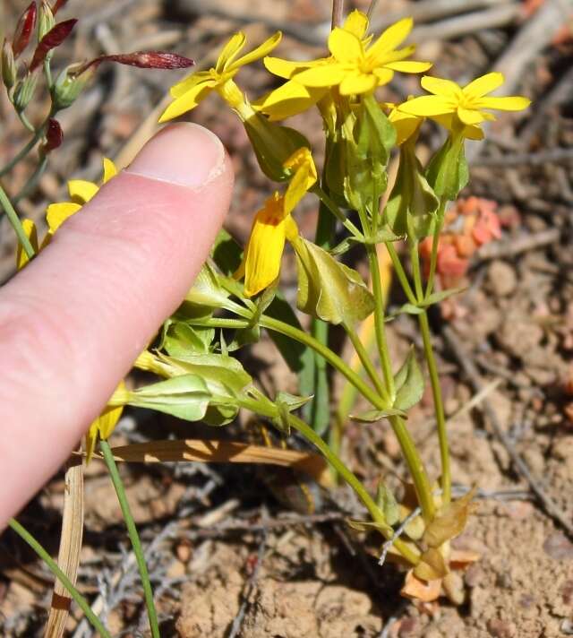 Image of Sebaea exacoides (L.) Schinz