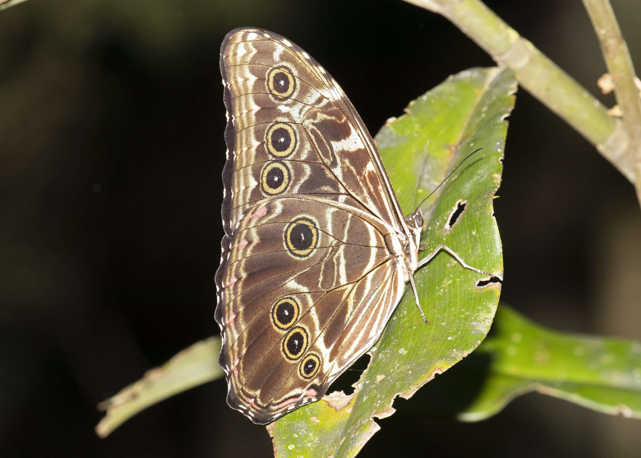 Image of Morpho deidamia Hübner 1816