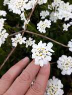 Image of evergreen candytuft