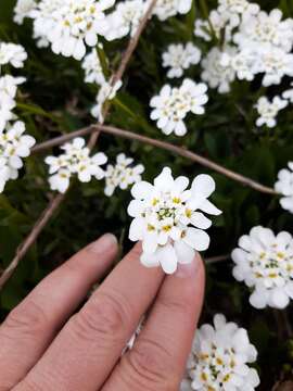 Plancia ëd Iberis sempervirens L.