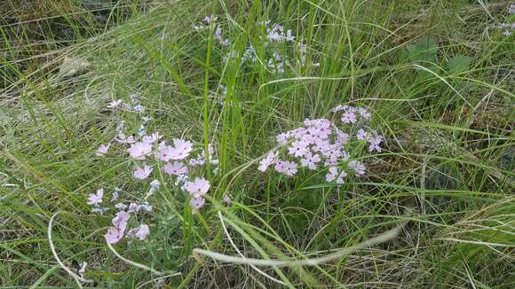 Imagem de Phlox speciosa Pursh