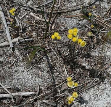 Image of Rhodanthe citrina (Benth.) P. G. Wilson