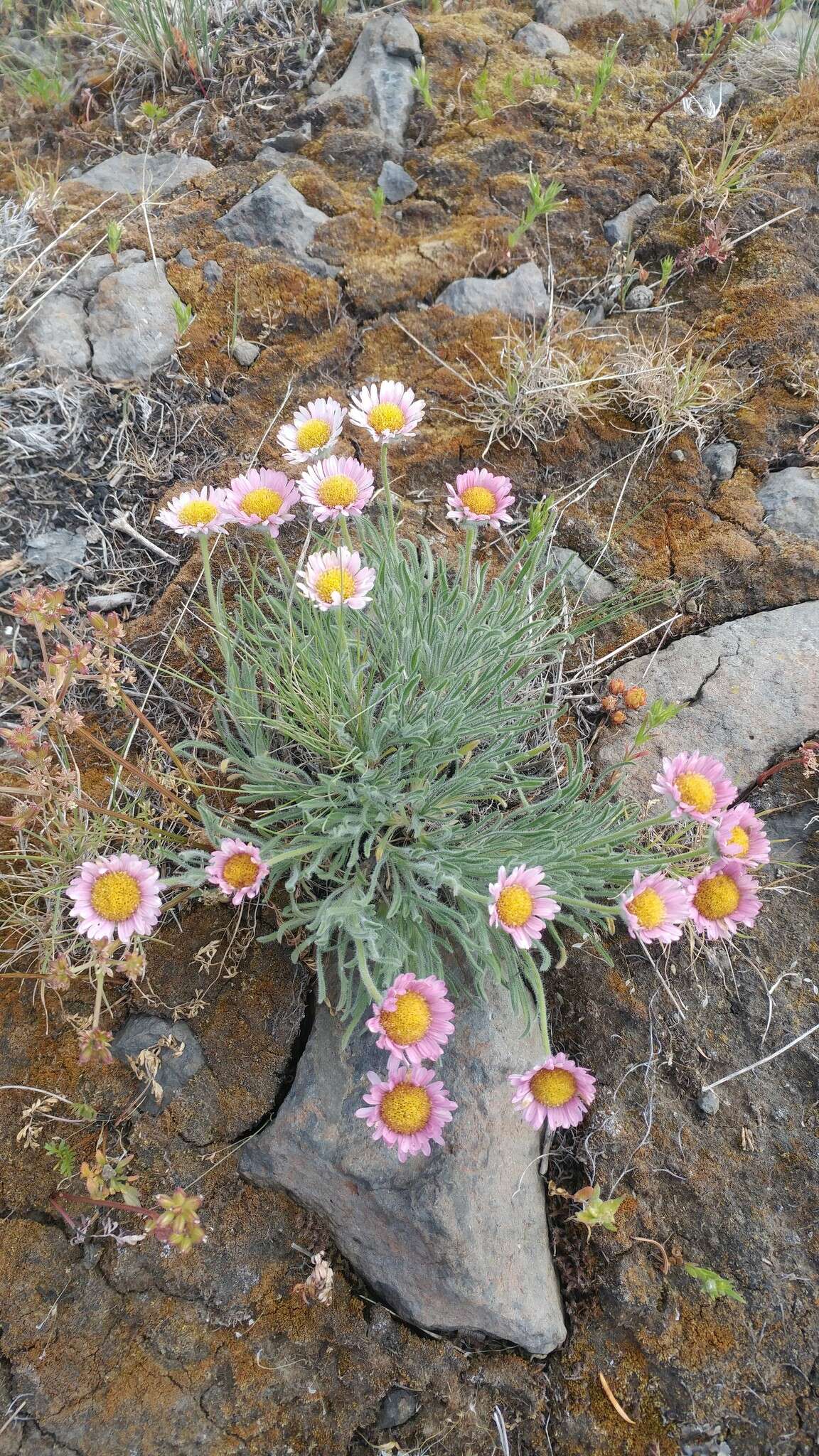 Imagem de Erigeron disparipilus Cronq.