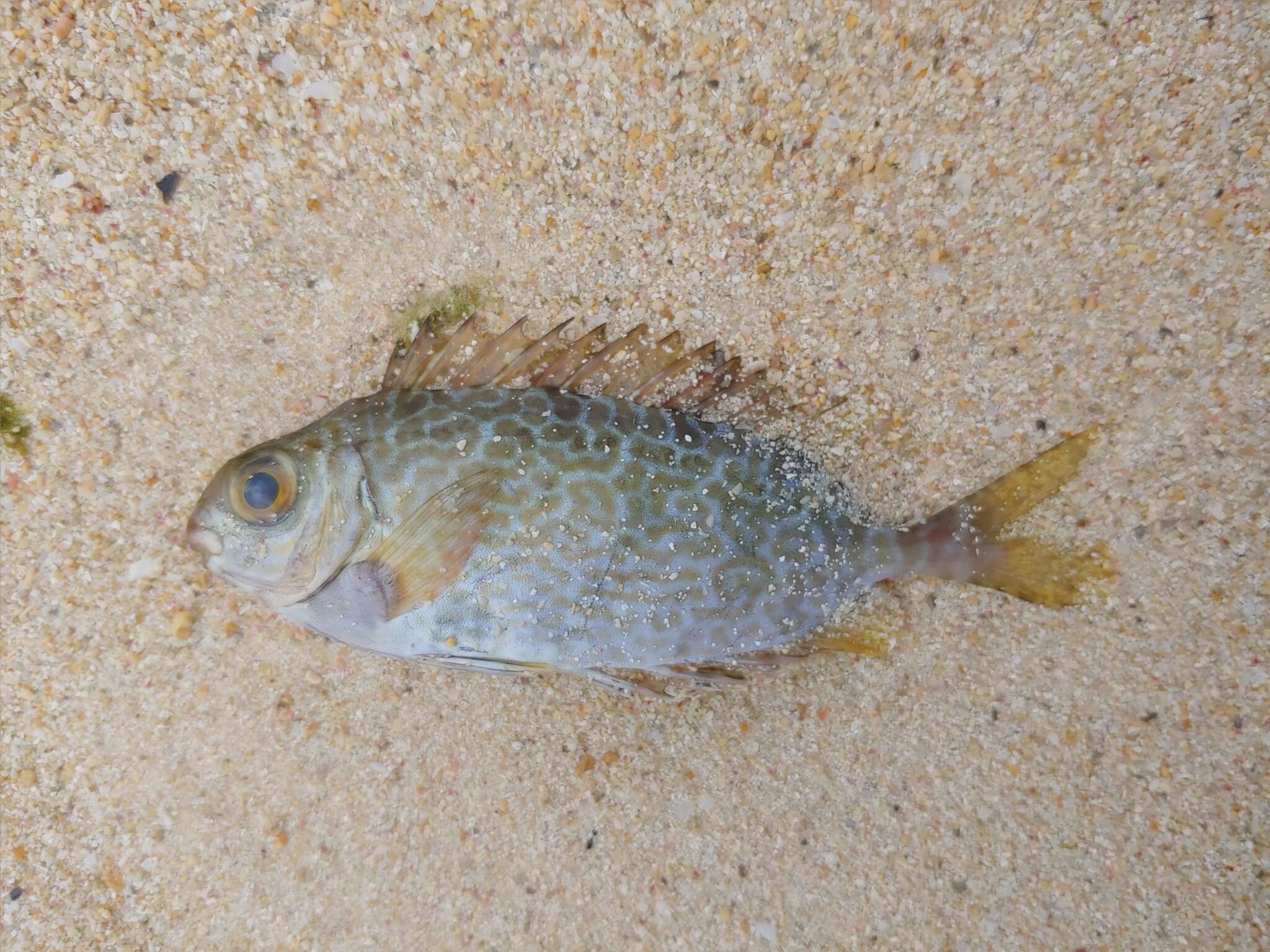 Image of Black spinefoot