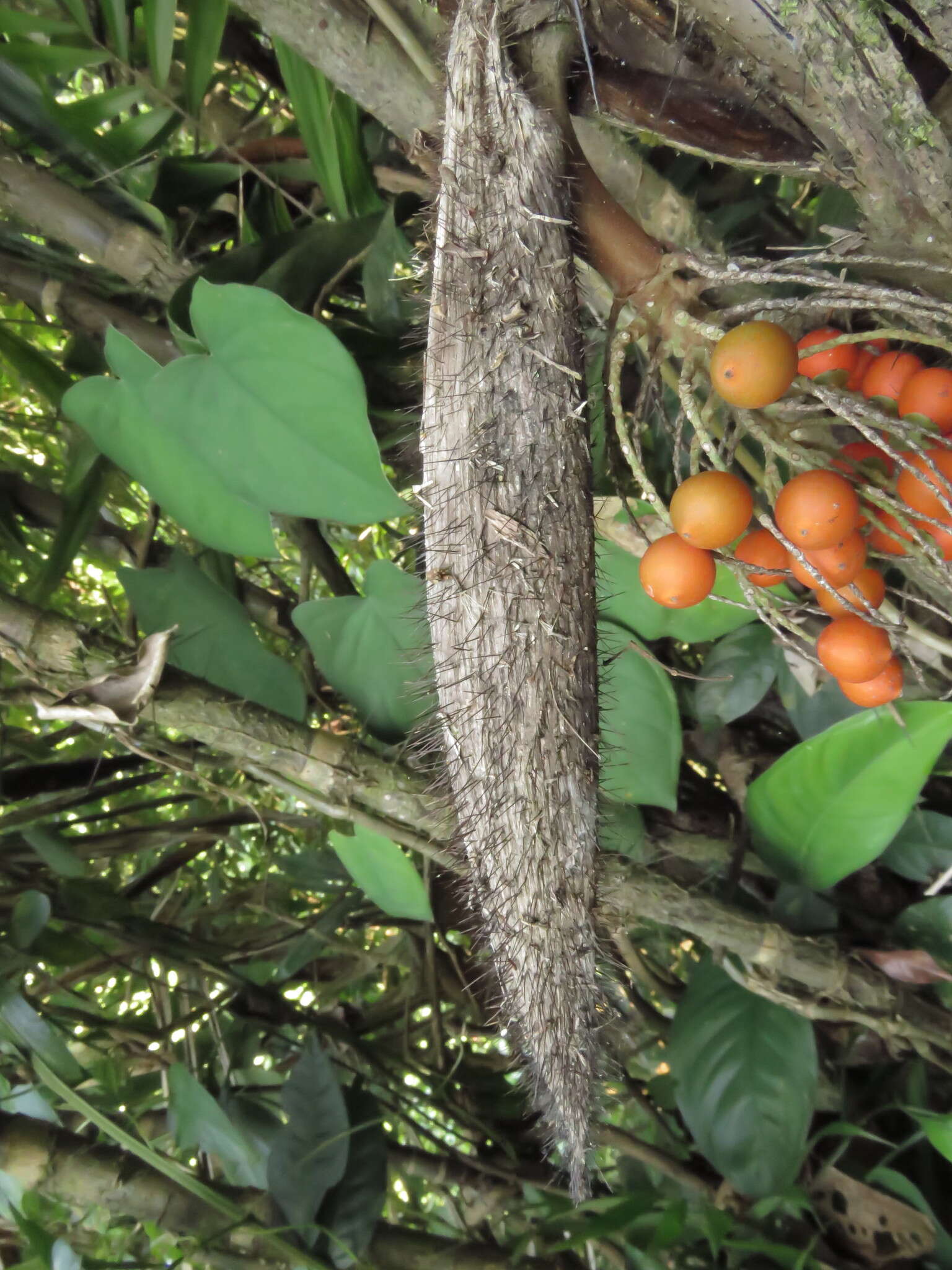 Image of Bactris mexicana Mart.