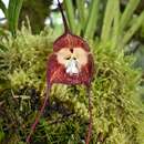 Image of Monkey orchid