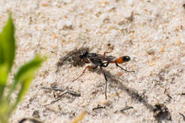 Imagem de Ammophila heydeni Dahlbom 1845